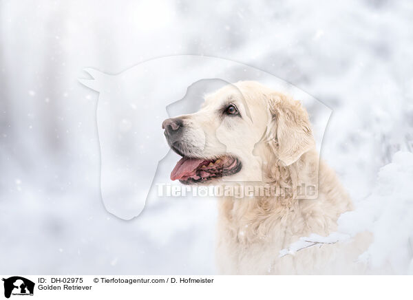 Golden Retriever / Golden Retriever / DH-02975