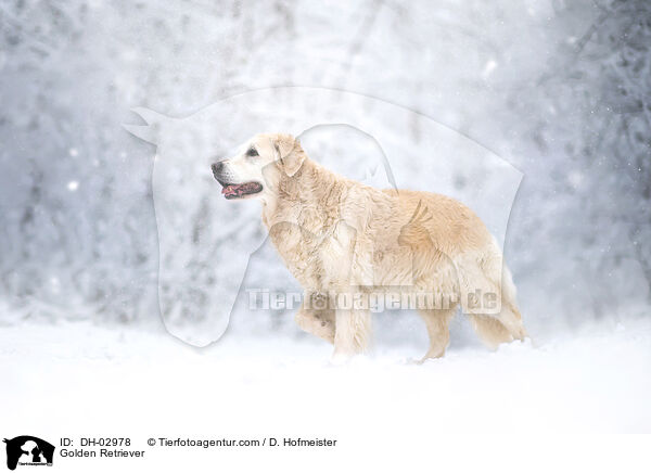 Golden Retriever / Golden Retriever / DH-02978