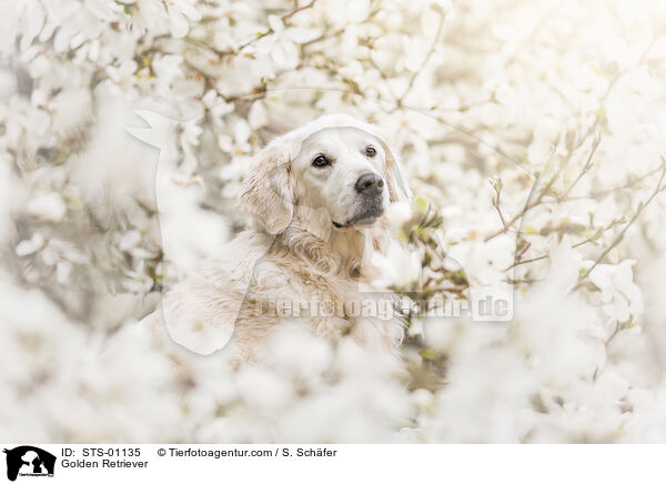 Golden Retriever / Golden Retriever / STS-01135