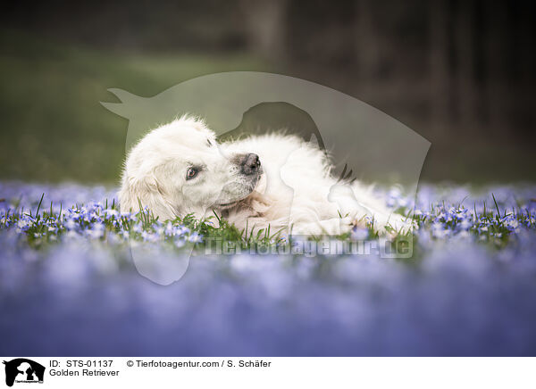 Golden Retriever / Golden Retriever / STS-01137