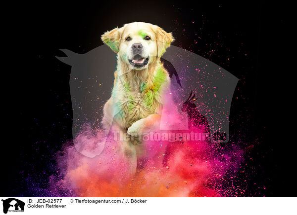 Golden Retriever / Golden Retriever / JEB-02577
