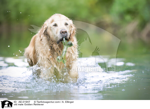 alter Golden Retriever Rde / old male Golden Retriever / AE-01947