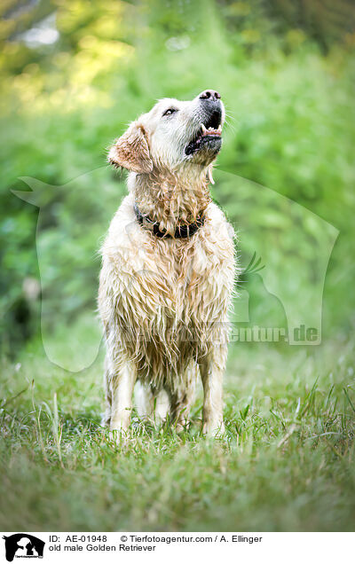 old male Golden Retriever / AE-01948