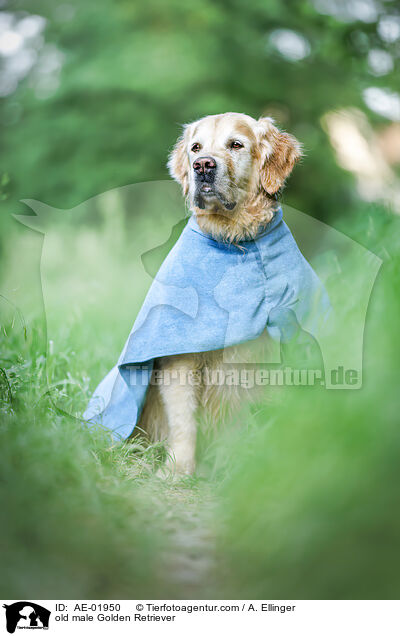 old male Golden Retriever / AE-01950