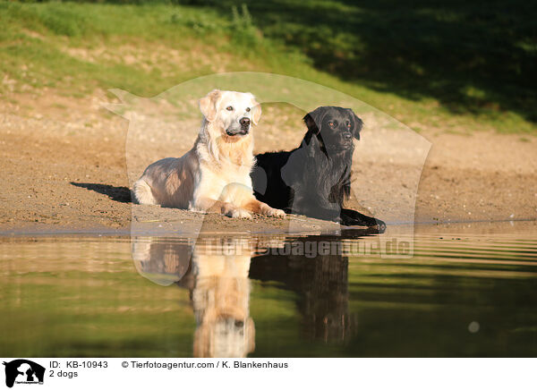 2 Hunde / 2 dogs / KB-10943