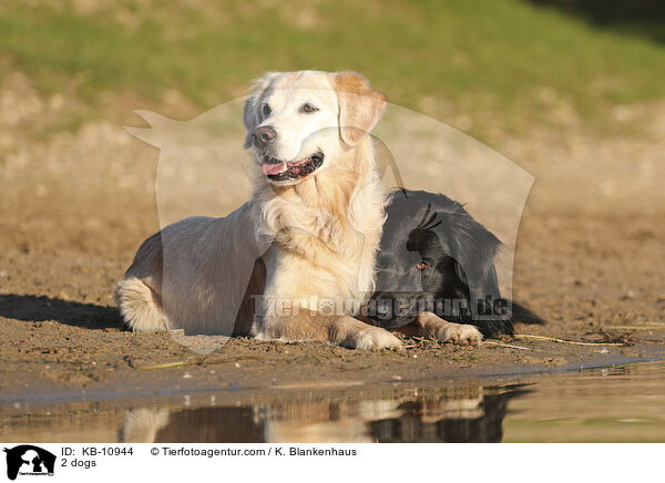 2 Hunde / 2 dogs / KB-10944