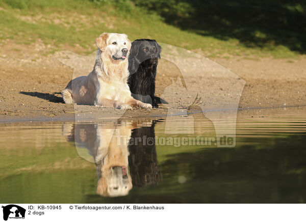 2 Hunde / 2 dogs / KB-10945