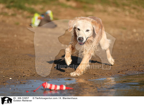 Golden Retriever / Golden Retriever / KB-10957