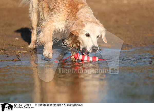 Golden Retriever / Golden Retriever / KB-10958