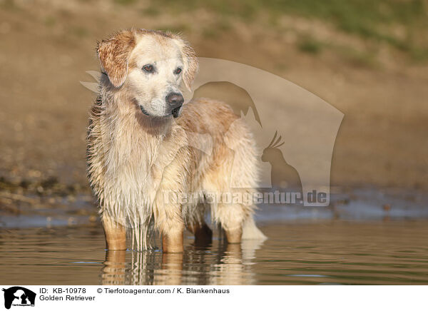 Golden Retriever / Golden Retriever / KB-10978