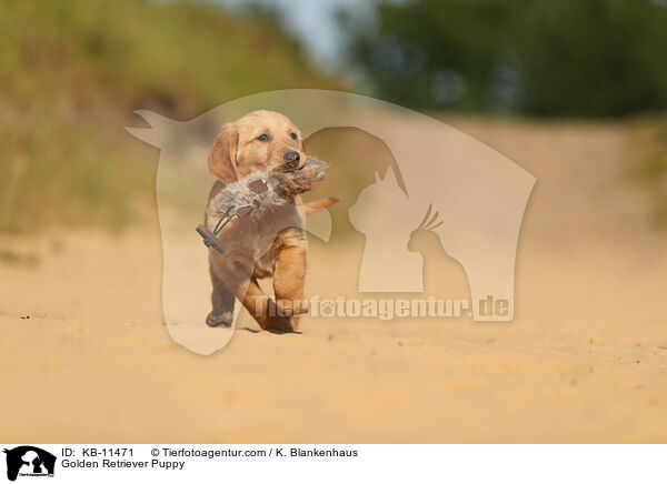 Golden Retriever Welpe / Golden Retriever Puppy / KB-11471