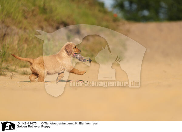 Golden Retriever Puppy / KB-11475