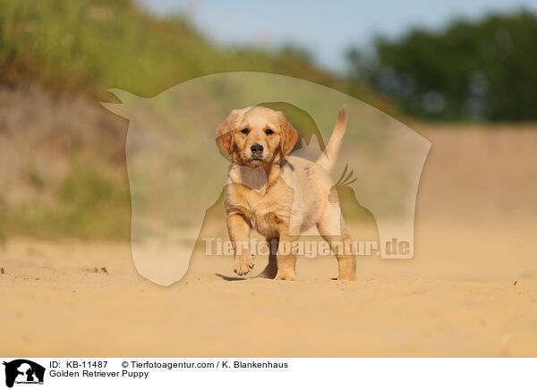 Golden Retriever Welpe / Golden Retriever Puppy / KB-11487