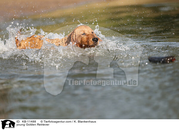 junger Golden Retriever / young Golden Retriever / KB-11488