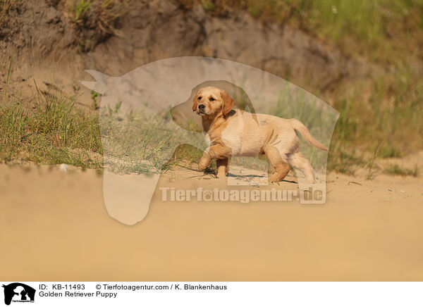 Golden Retriever Welpe / Golden Retriever Puppy / KB-11493