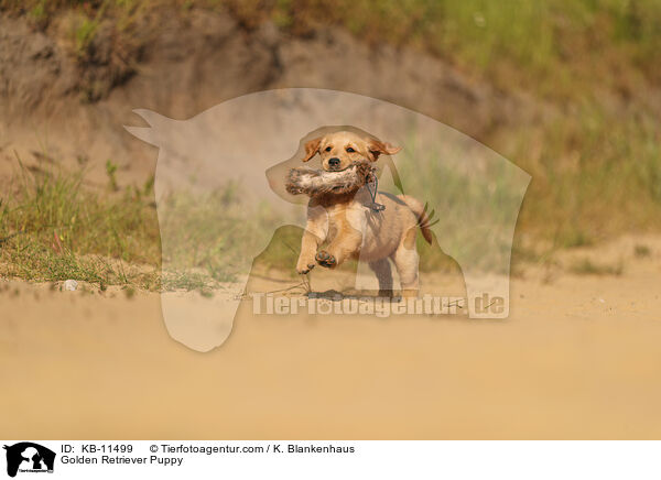 Golden Retriever Welpe / Golden Retriever Puppy / KB-11499