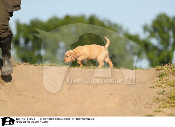Golden Retriever Welpe / Golden Retriever Puppy / KB-11521