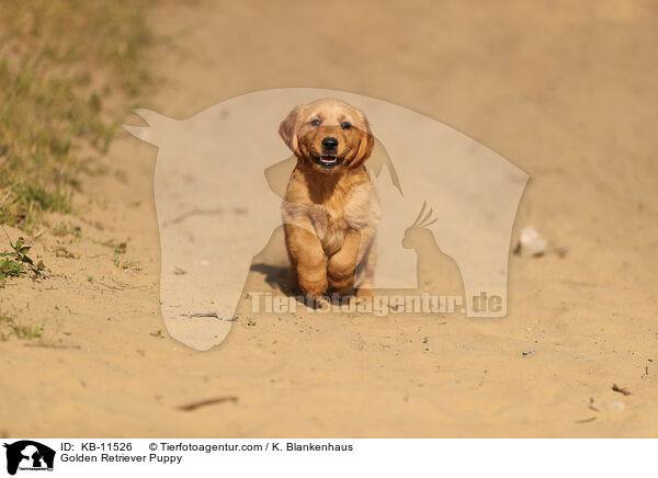 Golden Retriever Welpe / Golden Retriever Puppy / KB-11526
