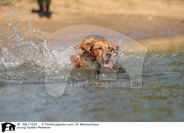 junger Golden Retriever / young Golden Retriever / KB-11530