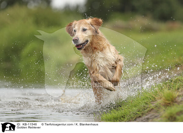 Golden Retriever / Golden Retriever / KB-11546