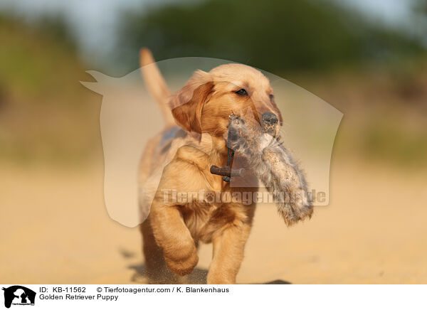 Golden Retriever Welpe / Golden Retriever Puppy / KB-11562