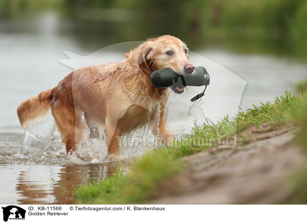 Golden Retriever / Golden Retriever / KB-11566