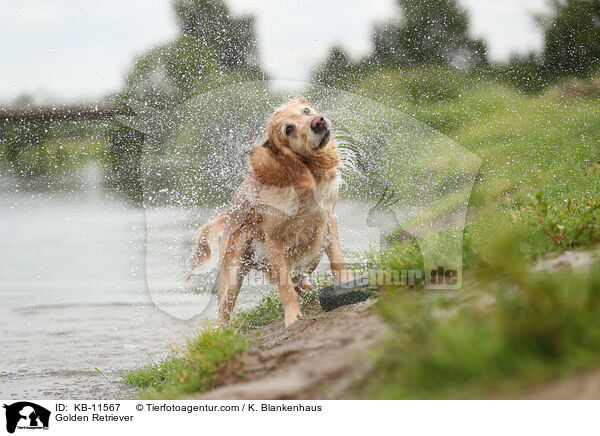 Golden Retriever / Golden Retriever / KB-11567