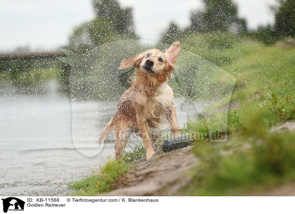 Golden Retriever / Golden Retriever / KB-11568