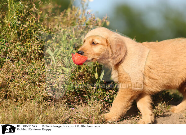 Golden Retriever Welpe / Golden Retriever Puppy / KB-11572