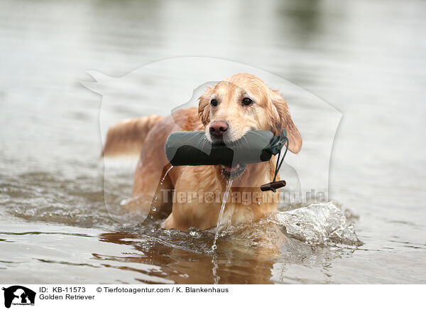 Golden Retriever / Golden Retriever / KB-11573