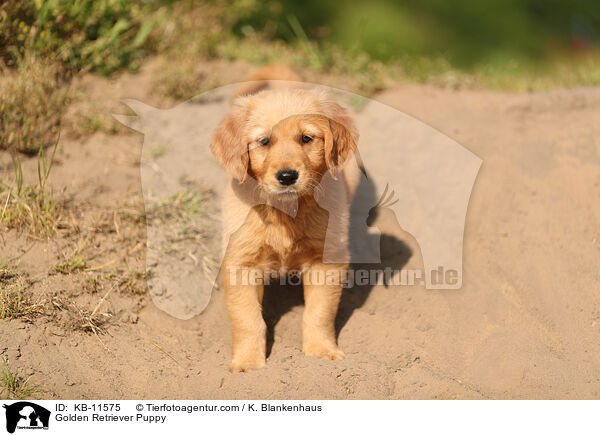 Golden Retriever Welpe / Golden Retriever Puppy / KB-11575