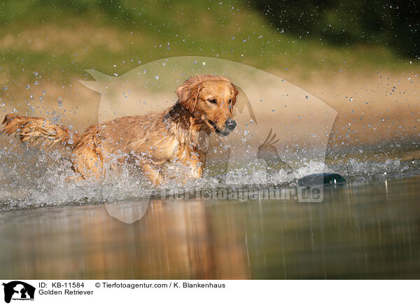 Golden Retriever / Golden Retriever / KB-11584