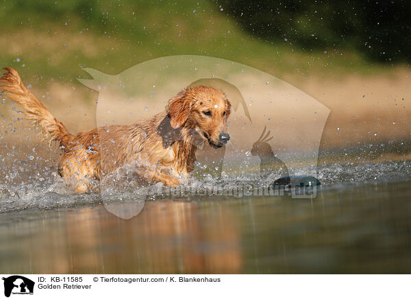 Golden Retriever / Golden Retriever / KB-11585