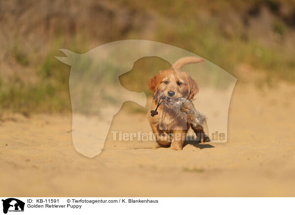 Golden Retriever Puppy / KB-11591