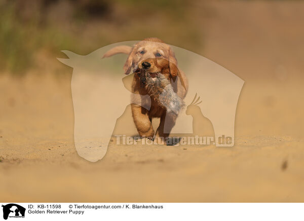 Golden Retriever Welpe / Golden Retriever Puppy / KB-11598