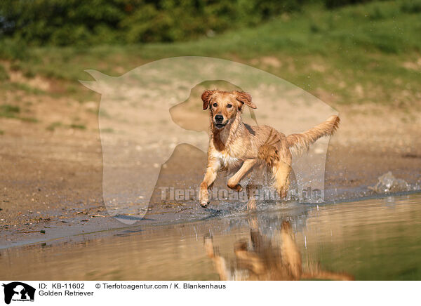 Golden Retriever / Golden Retriever / KB-11602