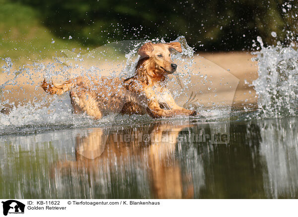 Golden Retriever / Golden Retriever / KB-11622