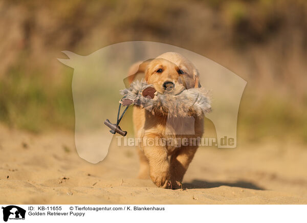 Golden Retriever Puppy / KB-11655