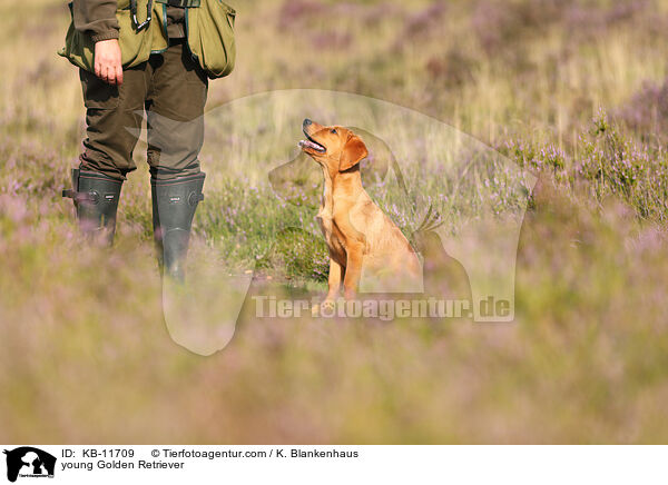 junger Golden Retriever / young Golden Retriever / KB-11709