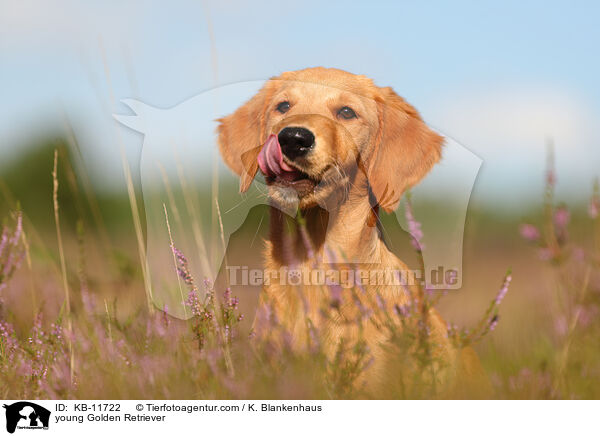 junger Golden Retriever / young Golden Retriever / KB-11722