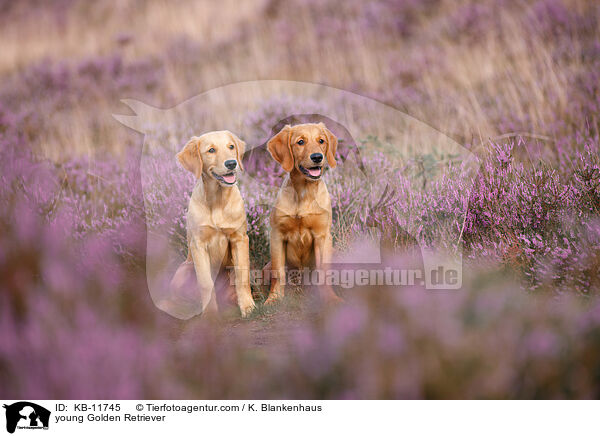 junge Golden Retriever / young Golden Retriever / KB-11745