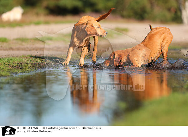 junge Golden Retriever / young Golden Retriever / KB-11756