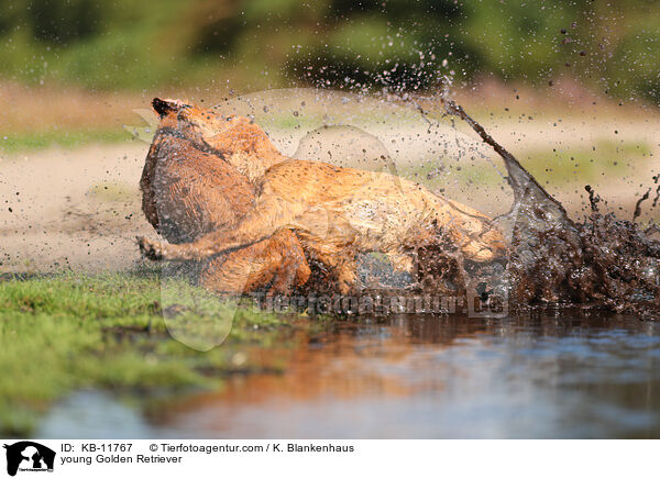 junge Golden Retriever / young Golden Retriever / KB-11767