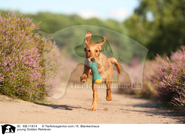 junger Golden Retriever / young Golden Retriever / KB-11814