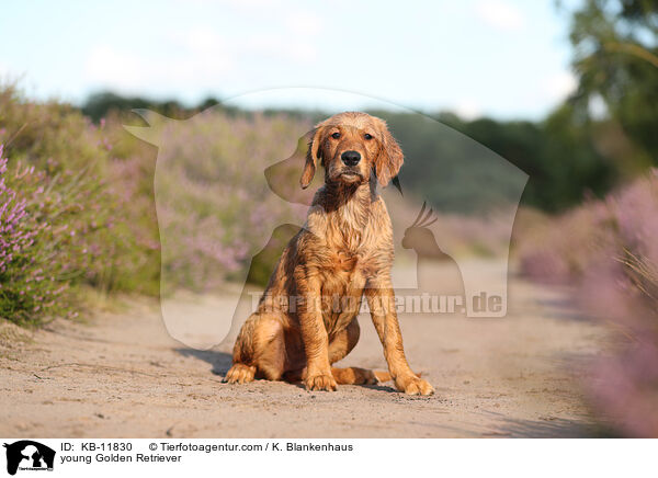 junger Golden Retriever / young Golden Retriever / KB-11830