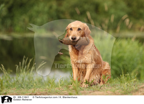 Golden Retriever / Golden Retriever / KB-11841