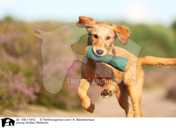 junger Golden Retriever / young Golden Retriever / KB-11842