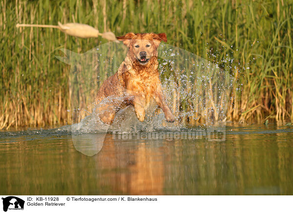 Golden Retriever / Golden Retriever / KB-11928