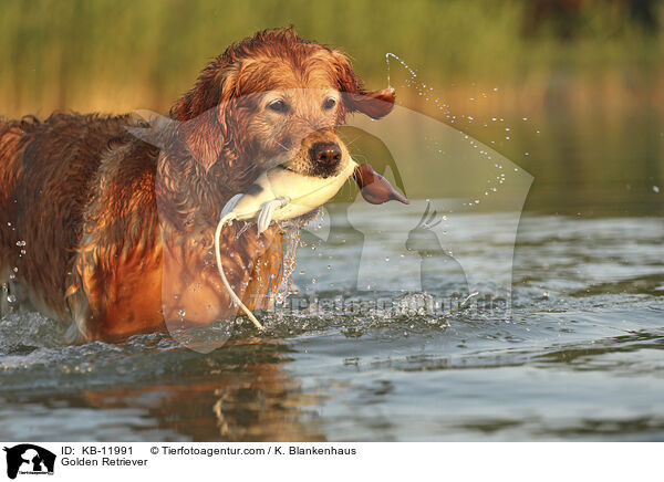 Golden Retriever / Golden Retriever / KB-11991