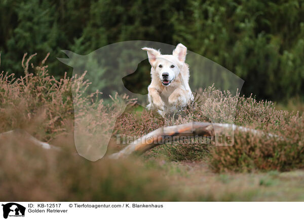 Golden Retriever / Golden Retriever / KB-12517